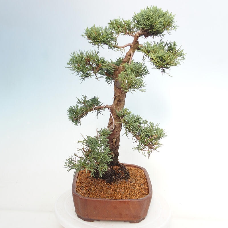 Kültéri bonsai - Juniperus chinensis Kishu