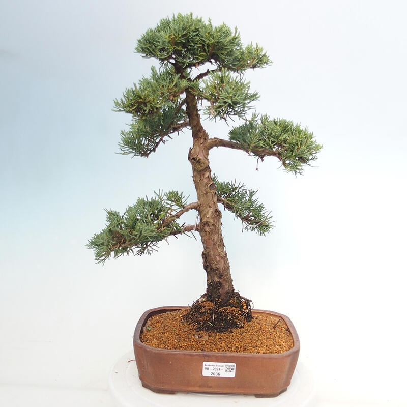 Kültéri bonsai - Juniperus chinensis Kishu