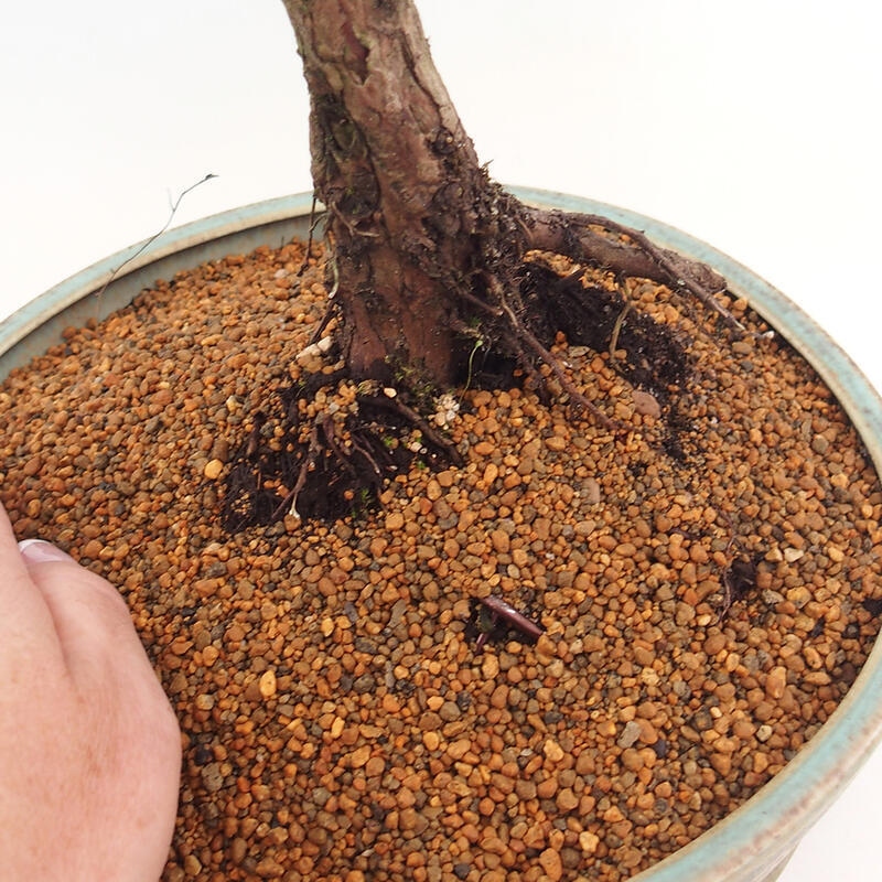 Kültéri bonsai - Juniperus chinensis Kishu