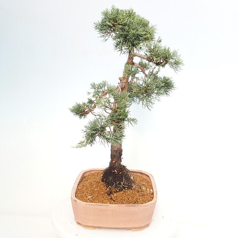 Kültéri bonsai - Juniperus chinensis Kishu