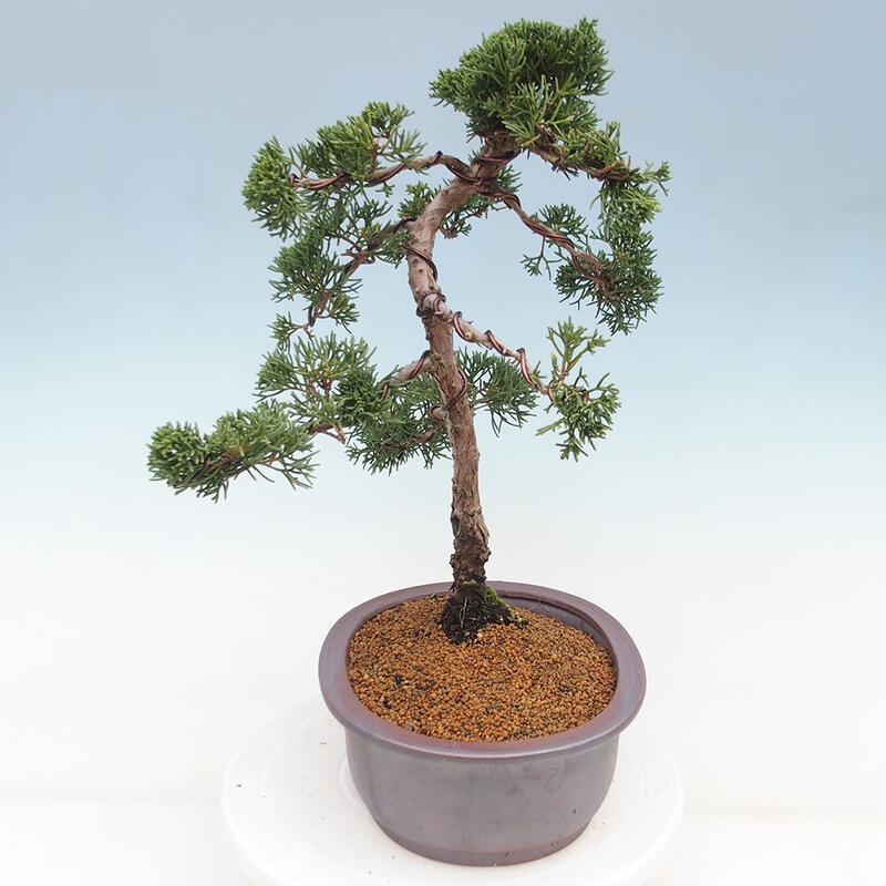 Kültéri bonsai - Juniperus chinensis Kishu