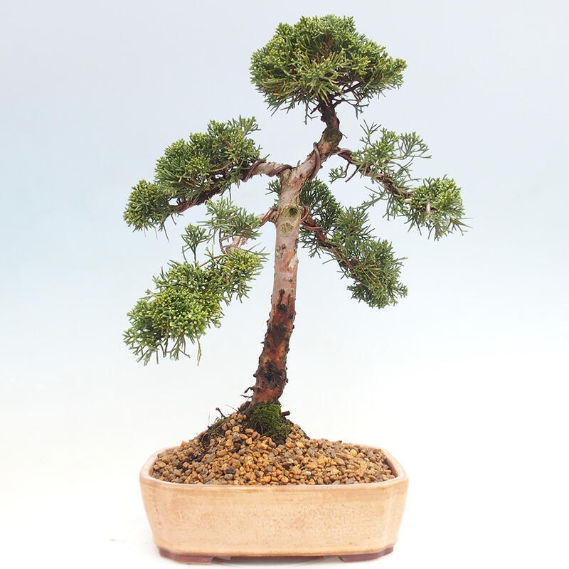 Kültéri bonsai - Juniperus chinensis Kishu
