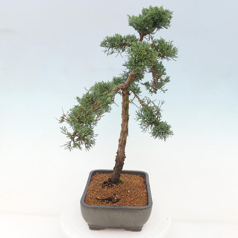 Kültéri bonsai - Juniperus chinensis Kishu