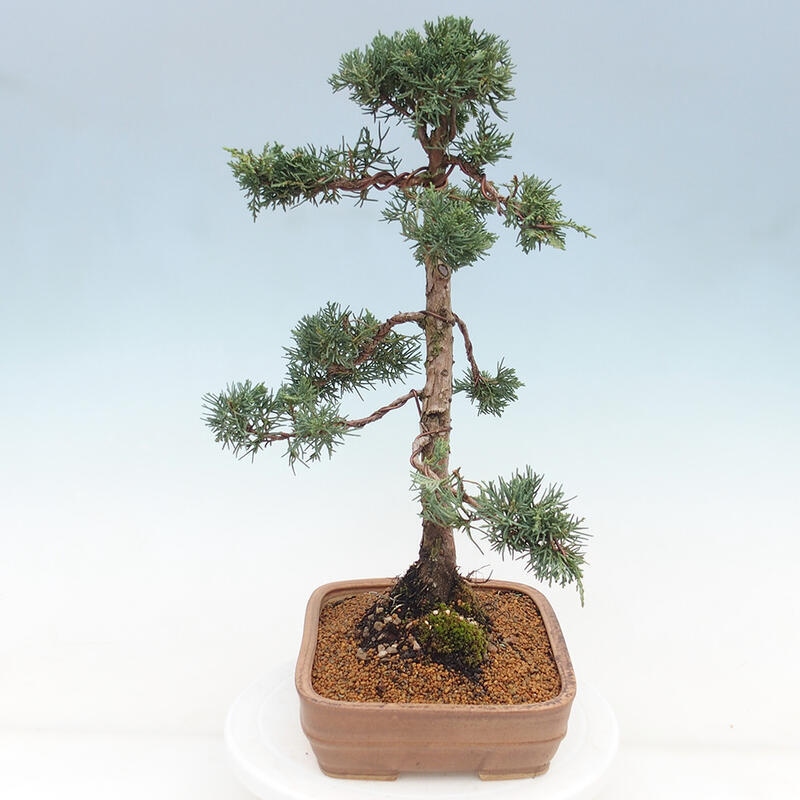 Kültéri bonsai - Juniperus chinensis Kishu