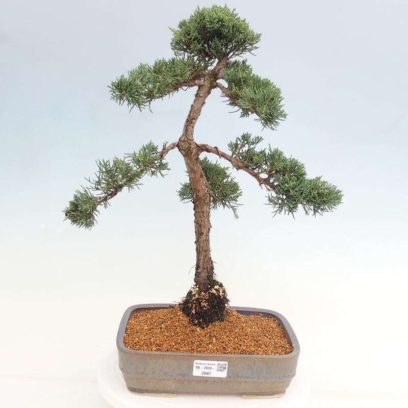 Kültéri bonsai - Juniperus chinensis Kishu