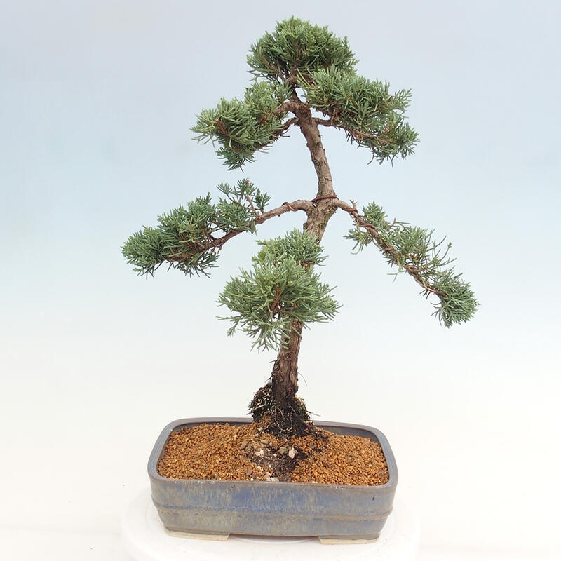Kültéri bonsai - Juniperus chinensis Kishu