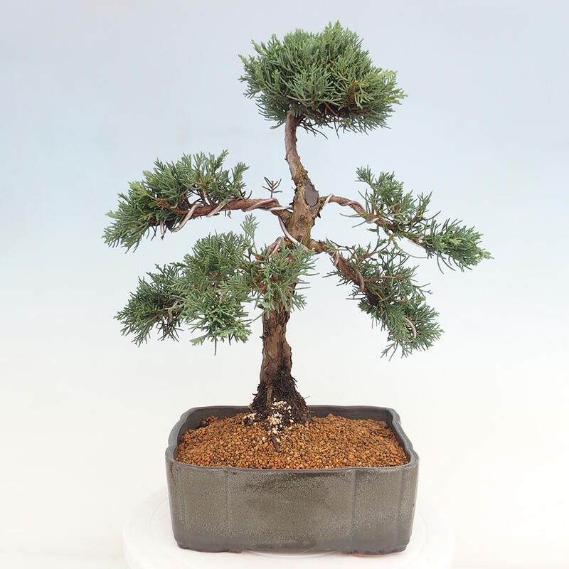 Kültéri bonsai - Juniperus chinensis Kishu