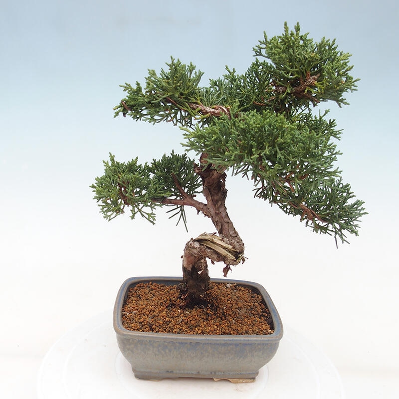 Kültéri bonsai - Juniperus chinensis Kishu