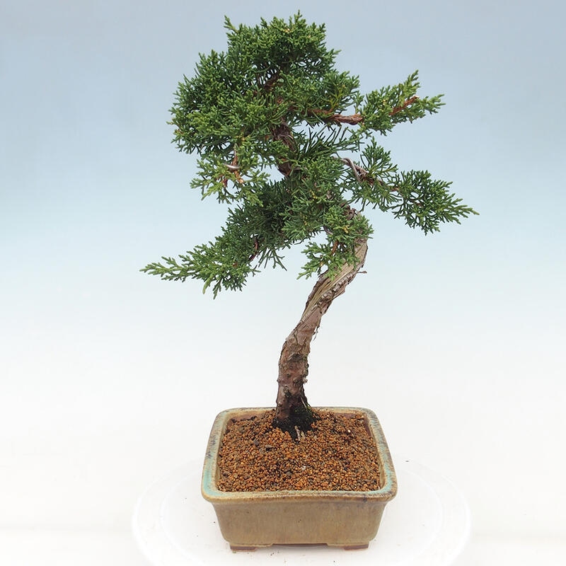 Kültéri bonsai - Juniperus chinensis Kishu
