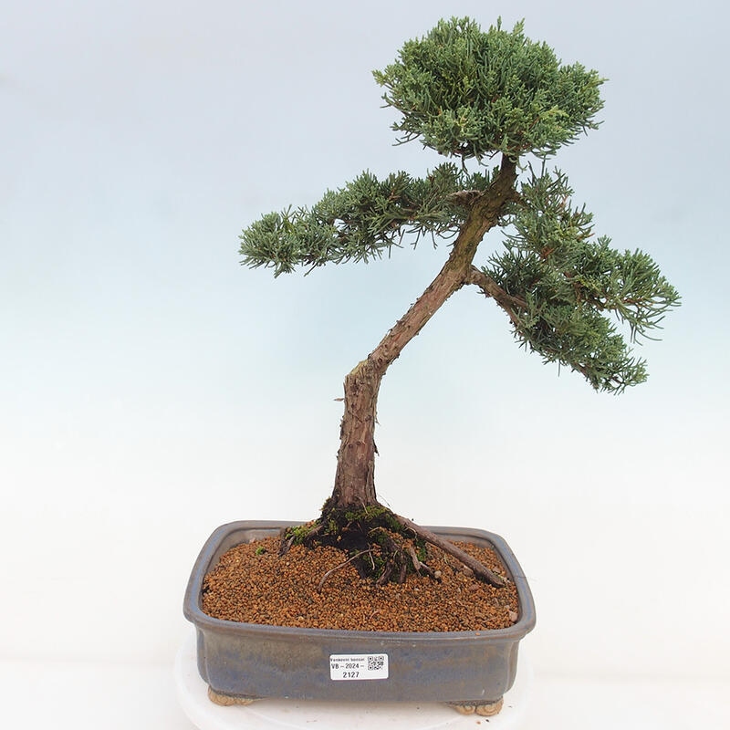 Kültéri bonsai - Juniperus chinensis Kishu