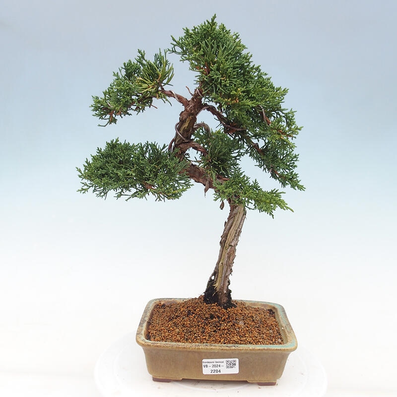 Kültéri bonsai - Juniperus chinensis Kishu