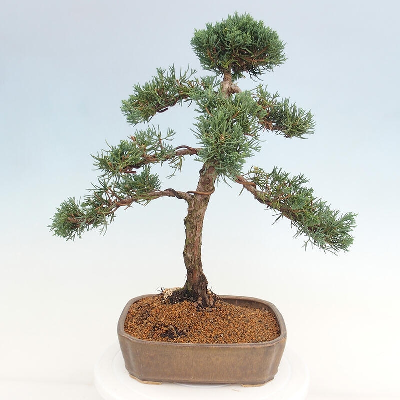 Kültéri bonsai - Juniperus chinensis Kishu