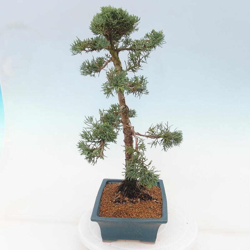 Kültéri bonsai - Juniperus chinensis Kishu