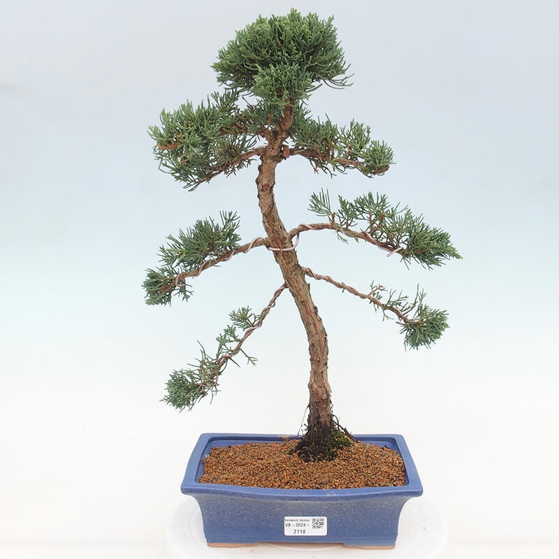 Kültéri bonsai - Juniperus chinensis Kishu
