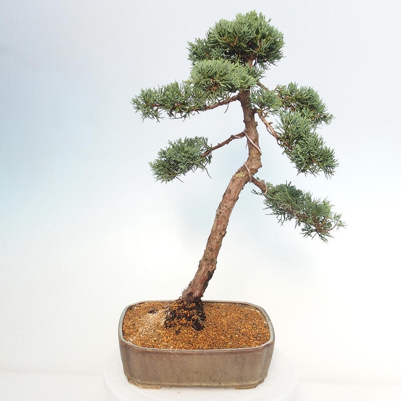 Kültéri bonsai - Juniperus chinensis Kishu