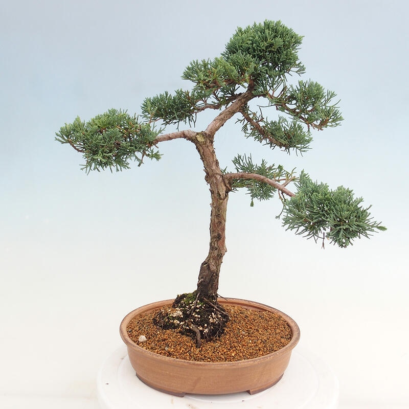 Kültéri bonsai - Juniperus chinensis Kishu