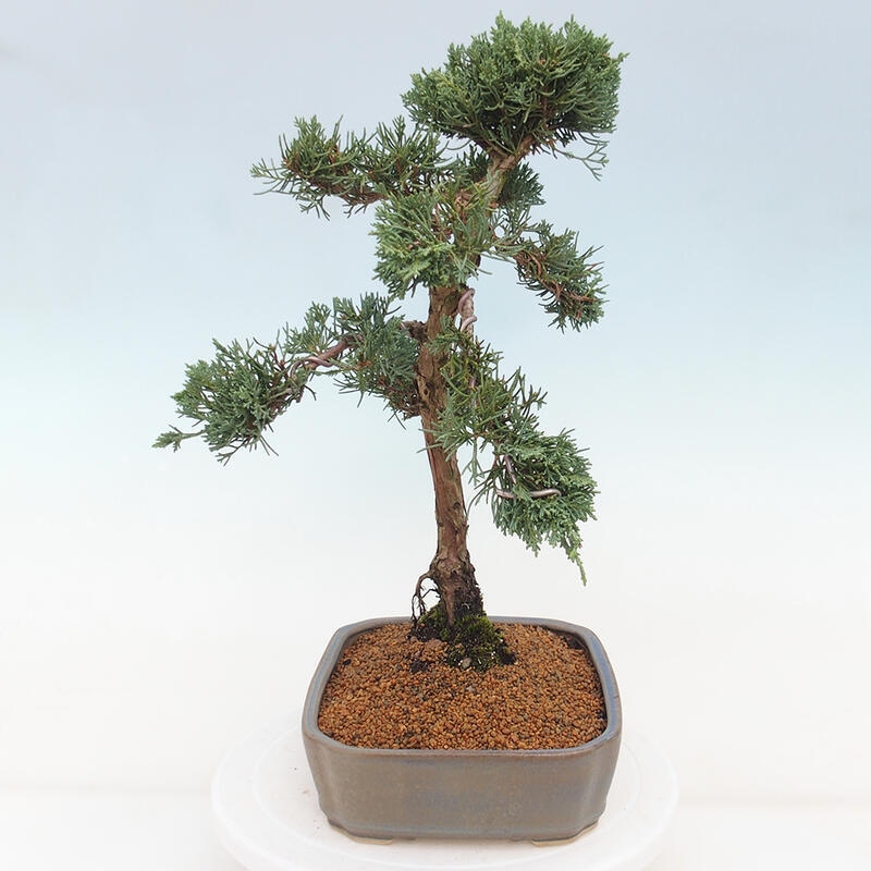 Kültéri bonsai - Juniperus chinensis Kishu
