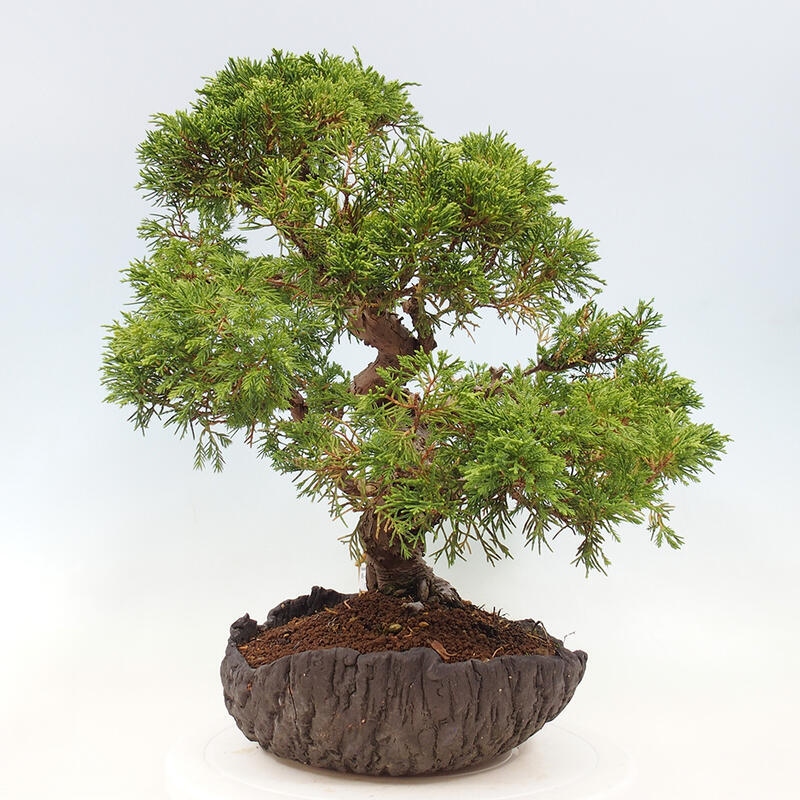Kültéri bonsai - Juniperus chinensis Kishu