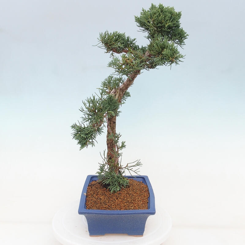Kültéri bonsai - Juniperus chinensis Kishu