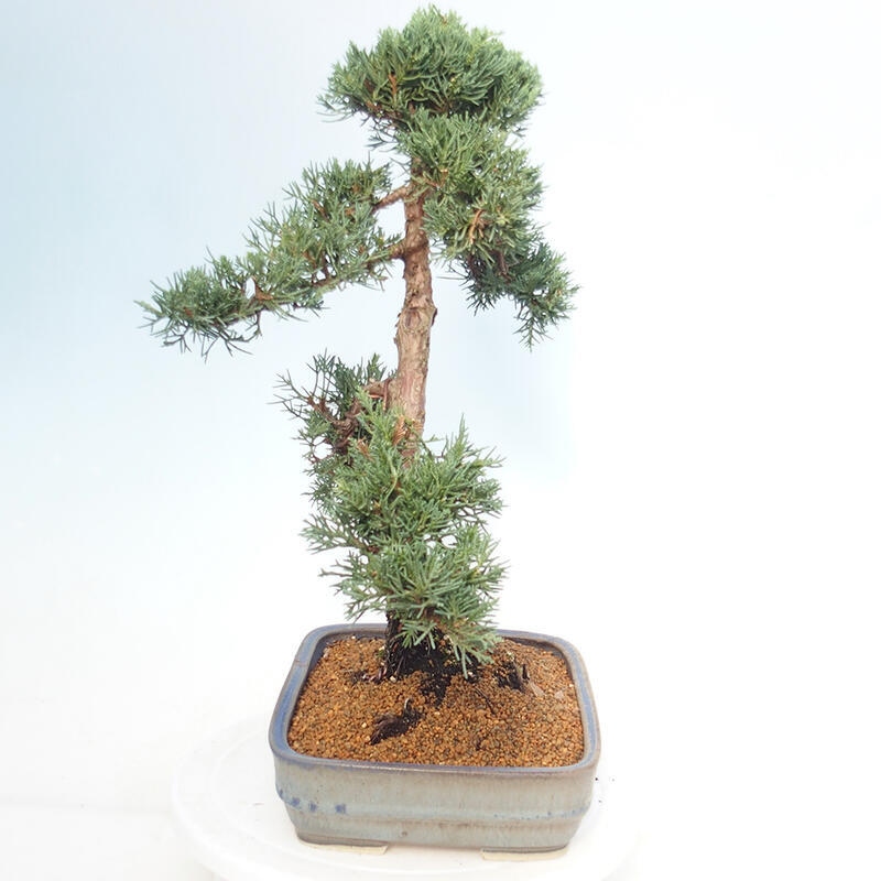 Kültéri bonsai - Juniperus chinensis Kishu