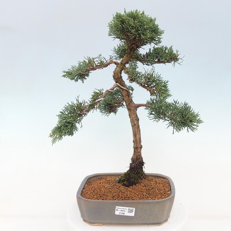 Kültéri bonsai - Juniperus chinensis Kishu