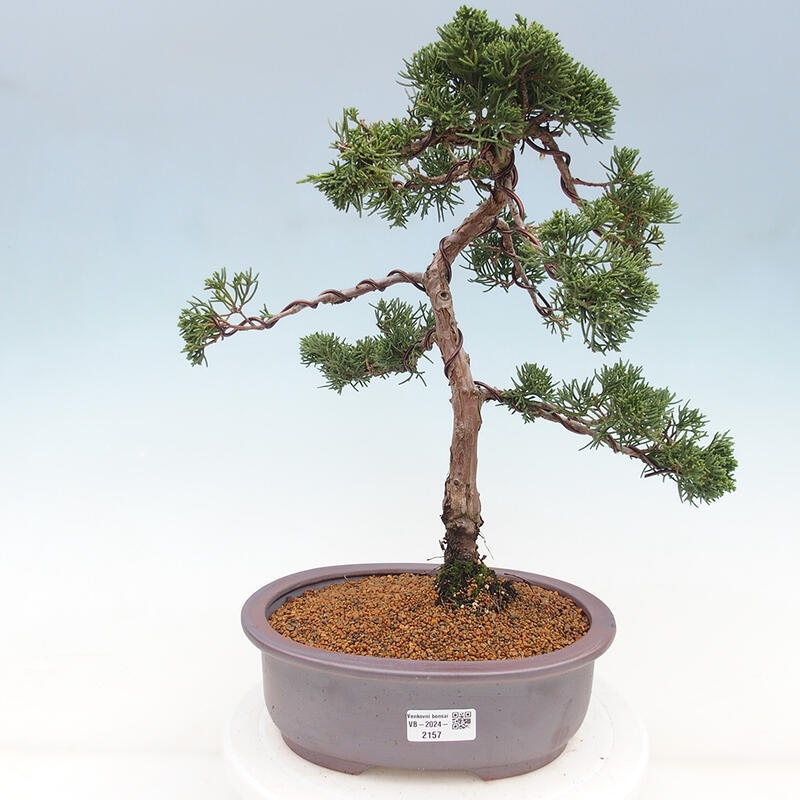 Kültéri bonsai - Juniperus chinensis Kishu