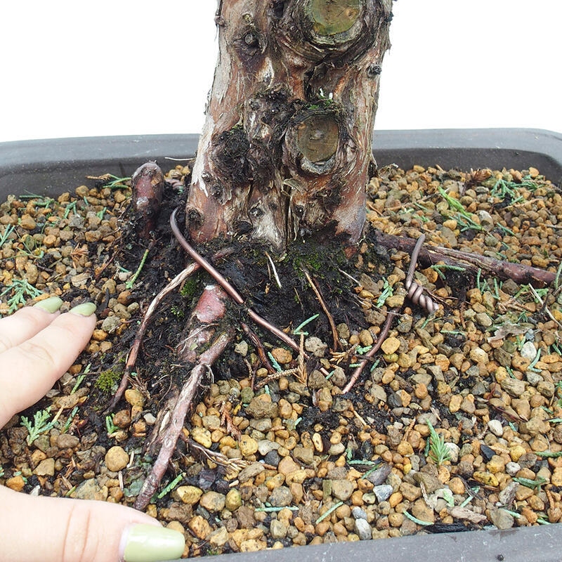 Kültéri bonsai - Juniperus chinensis Kishu