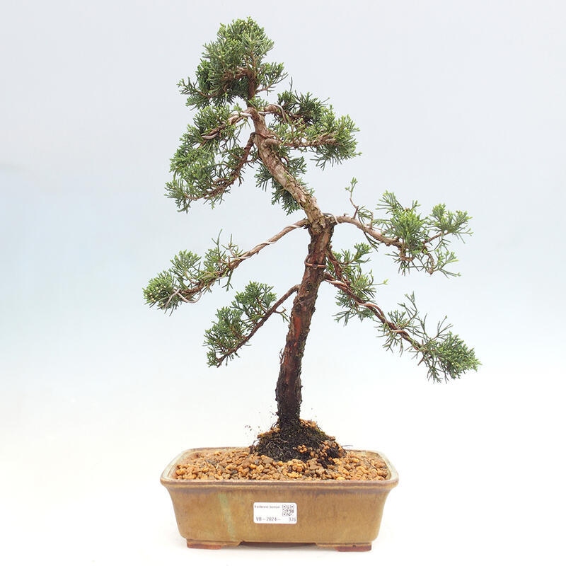 Kültéri bonsai - Juniperus chinensis Kishu