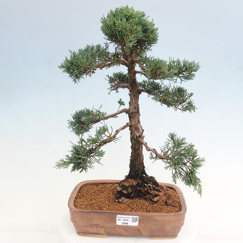 Kültéri bonsai - Juniperus chinensis Kishu