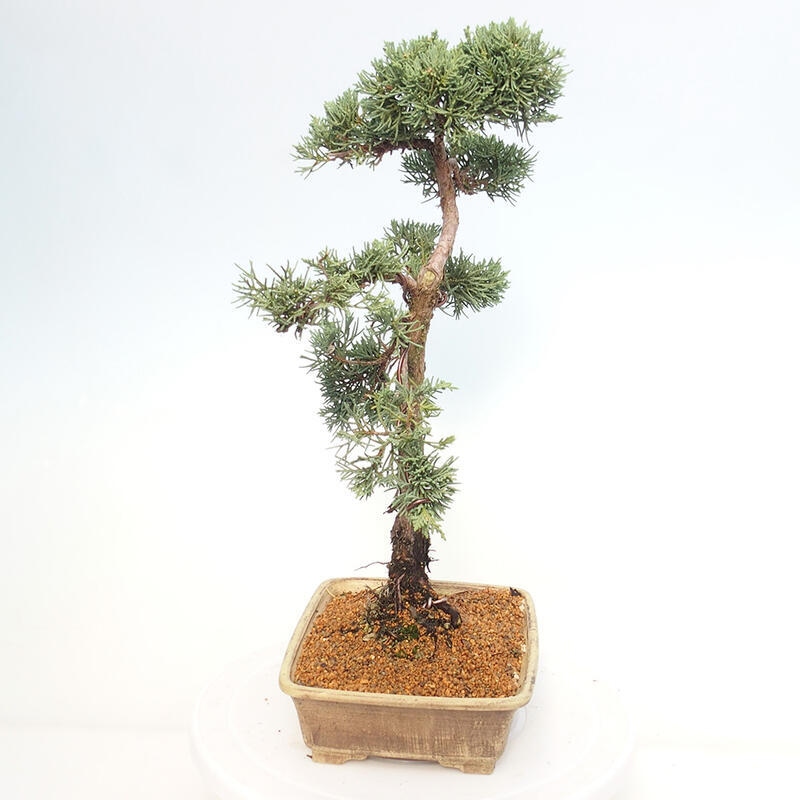 Kültéri bonsai - Juniperus chinensis Kishu