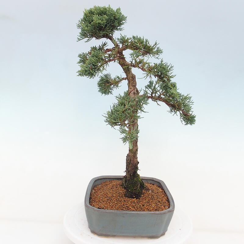 Kültéri bonsai - Juniperus chinensis Kishu