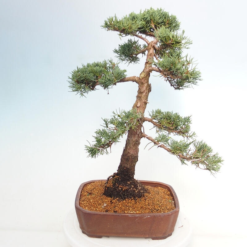Kültéri bonsai - Juniperus chinensis Kishu