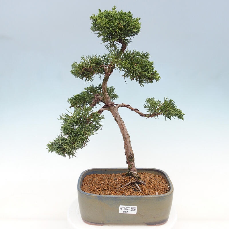 Kültéri bonsai - Juniperus chinensis Kishu