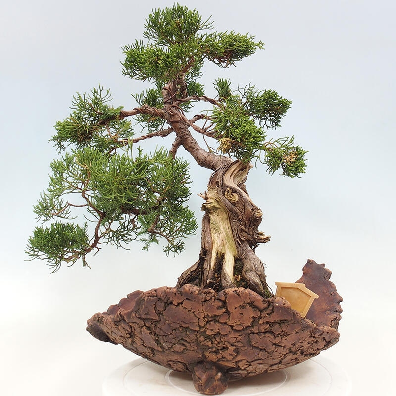Kültéri bonsai - Juniperus chinensis Kishu