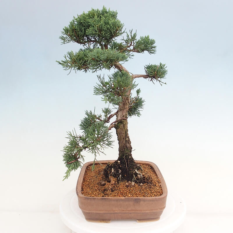 Kültéri bonsai - Juniperus chinensis Kishu