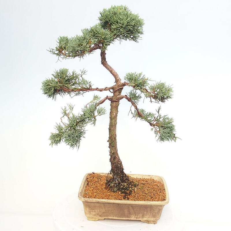 Kültéri bonsai - Juniperus chinensis Kishu