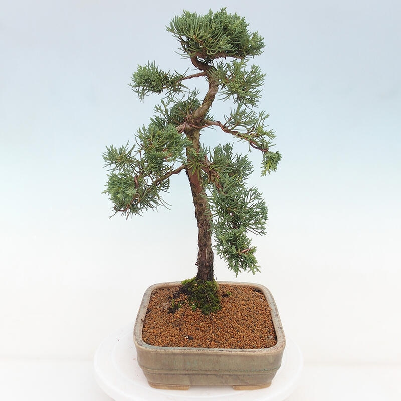 Kültéri bonsai - Juniperus chinensis Kishu