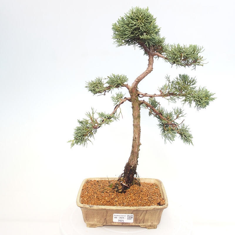 Kültéri bonsai - Juniperus chinensis Kishu