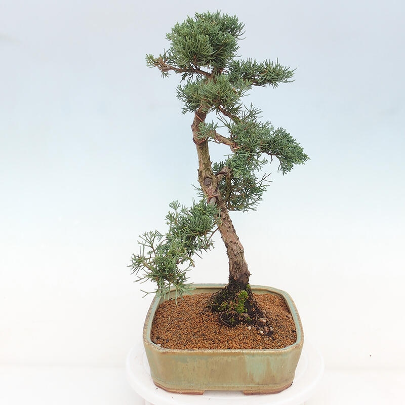 Kültéri bonsai - Juniperus chinensis Kishu