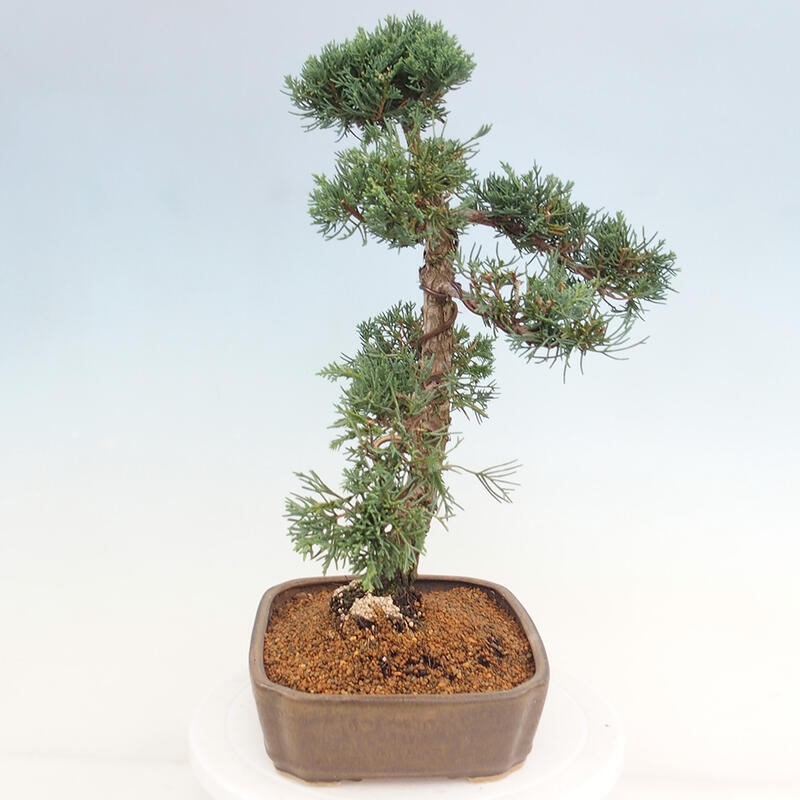 Kültéri bonsai - Juniperus chinensis Kishu