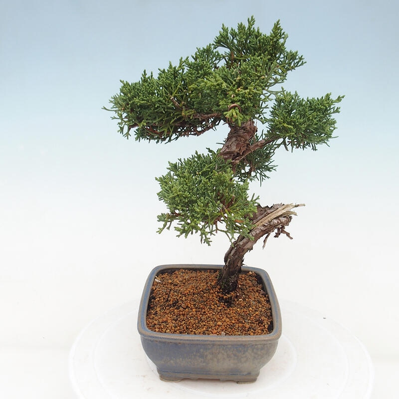 Kültéri bonsai - Juniperus chinensis Kishu