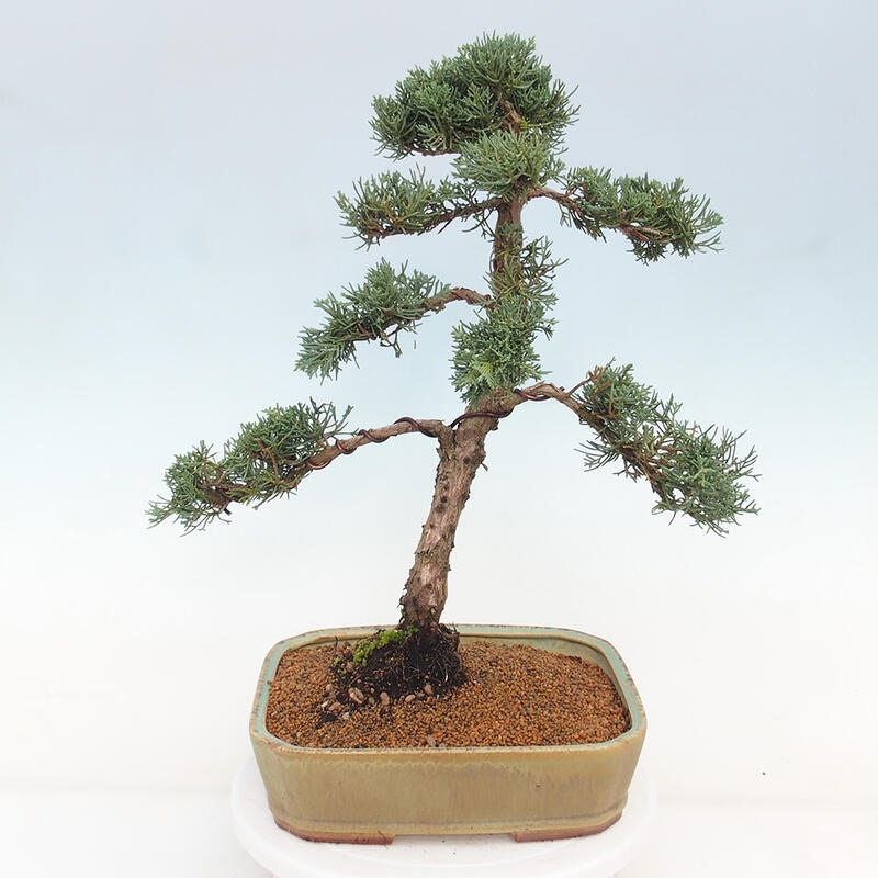 Kültéri bonsai - Juniperus chinensis Kishu