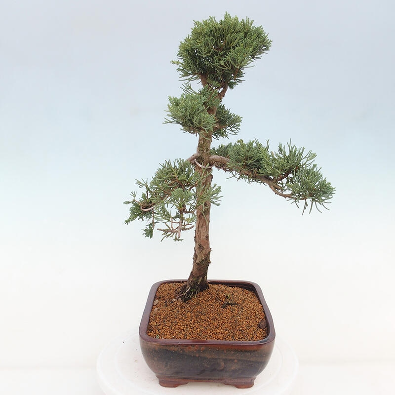 Kültéri bonsai - Juniperus chinensis Kishu