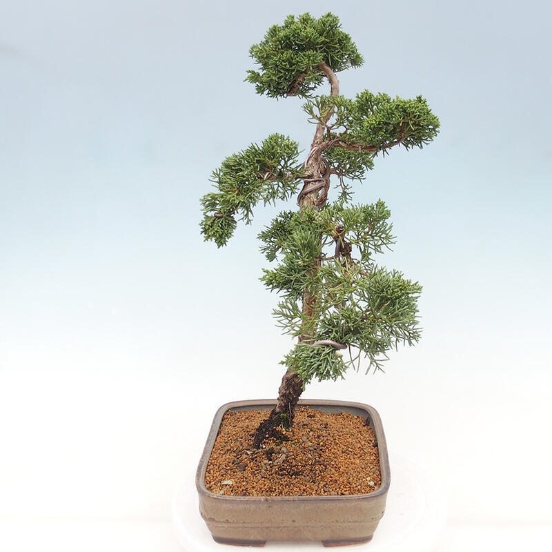 Kültéri bonsai - Juniperus chinensis Kishu