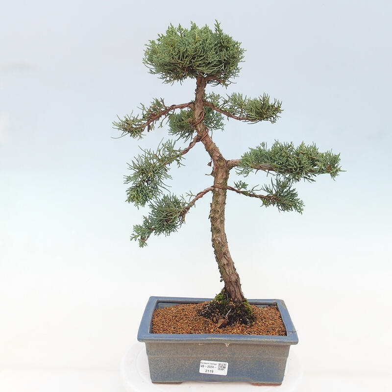 Kültéri bonsai - Juniperus chinensis Kishu