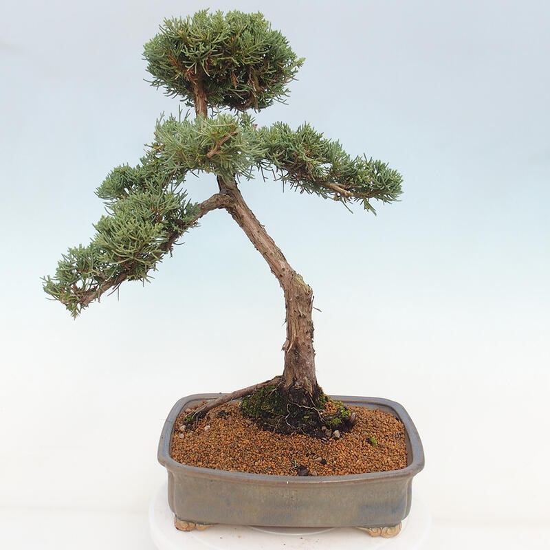 Kültéri bonsai - Juniperus chinensis Kishu