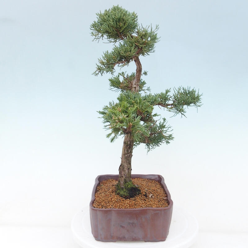 Kültéri bonsai - Juniperus chinensis Kishu