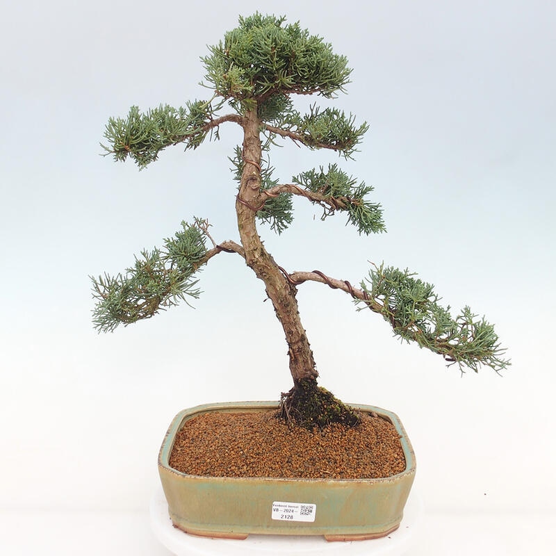 Kültéri bonsai - Juniperus chinensis Kishu
