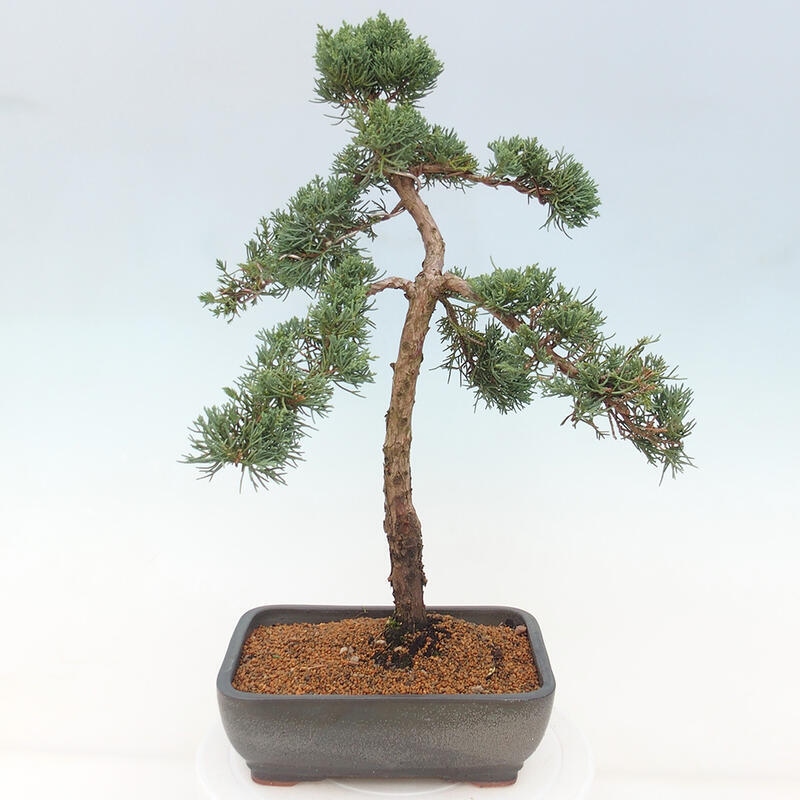 Kültéri bonsai - Juniperus chinensis Kishu
