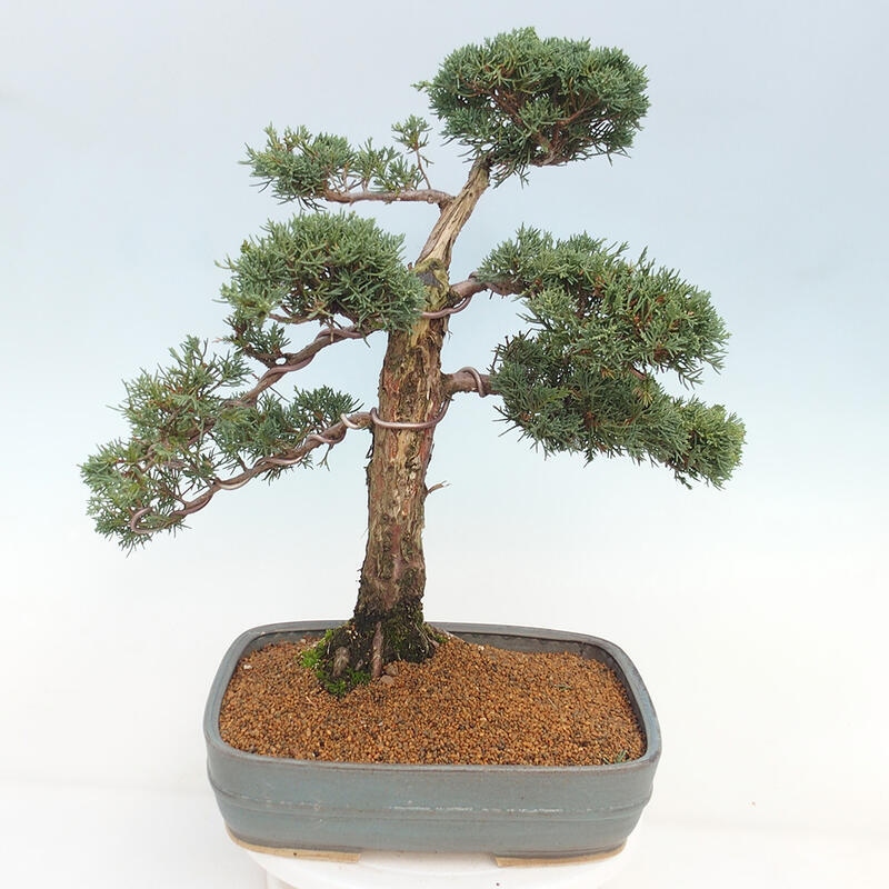 Kültéri bonsai - Juniperus chinensis Kishu